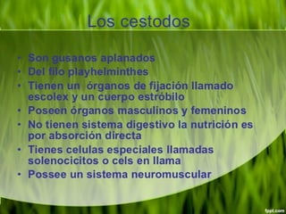 Cisticercosis parasitosis intestinal