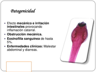 Cisticercosis parasitosis intestinal