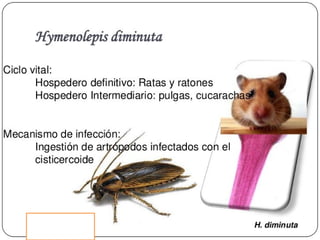 Cisticercosis parasitosis intestinal