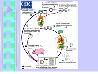 Cisticercosis parasitosis intestinal