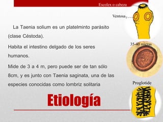 Etiología
La Taenia solium es un platelminto parásito
(clase Céstoda).
Habita el intestino delgado de los seres
humanos.
Mide de 3 a 4 m, pero puede ser de tan sólo
8cm, y es junto con Taenia saginata, una de las
especies conocidas como lombriz solitaria
Escolex o cabeza
Proglotide
35-40 micras
Ventosas
 