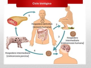 Ciclo biológico
 