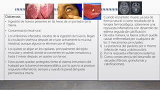 Cisticercosis
• Ingestión de huevos presentes en las heces de un portador de la
Taenia.
• Contaminación fecal-oral.
• Los embriones infectados, nacidos de la ingestión de huevos, llegan
la circulación sistémica después de cruzar activamente la mucosa
intestinal, aunque algunos se eliminan por el hígado.
• Los quistes se alojan en los capilares, principalmente del tejido
muscular y cerebral, donde se convierten en quistes inmaduros y,
hasta 3 meses después, en quistes con larvas.
• Estos quistes quedan protegidos frente al sistema inmunitario del
huésped por la barrera hematoencefálica, por lo que no se produce
respuesta inflamatoria, siempre y cuando la pared del quiste
permanezca intacta.
• Cuando el parásito muere, ya sea de
forma natural o como resultado de la
terapia farmacológica, sobreviene una
respuesta inflamatoria con desarrollo de
edema seguida de calcificación.
• De esta manera, la Taenia solium puede
causar enfermedad por cualquiera de
los 3 mecanismos principales:
1) La presencia del parásito por sí mismo
(efecto de masa u obstrucción).
2) Por la respuesta inflamatoria (edema).
3) Como consecuencia del desarrollo de
secuelas (fibrosis, granulomas y
calcificaciones).
 