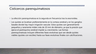 Cisticercos parenquimatosos
• La afección parenquimatosa es la segunda en frecuencia tras la aracnoidea.
• Los quistes se localizan preferentemente en la corteza cerebral y en los ganglios
basales donde hay mayor irrigación vascular. Estos quistes son generalmente
pequeños y raramente miden más de 10 mm de diámetro, ya que la presión que
ejerce el parénquima cerebral impide su crecimiento. Las formas
parenquimatosas incluyen diferentes fases evolutivas que van desde quistes
viables (quistes con escólex) hasta sus fases evolutivas finales con calcificaciones.
 