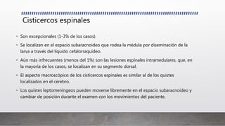 Cisticercos espinales
• Son excepcionales (1-3% de los casos).
• Se localizan en el espacio subaracnoideo que rodea la médula por diseminación de la
larva a través del líquido cefalorraquídeo.
• Aún más infrecuentes (menos del 1%) son las lesiones espinales intramedulares, que, en
la mayoría de los casos, se localizan en su segmento dorsal.
• El aspecto macroscópico de los cisticercos espinales es similar al de los quistes
localizados en el cerebro.
• Los quistes leptomeníngeos pueden moverse libremente en el espacio subaracnoideo y
cambiar de posición durante el examen con los movimientos del paciente.
 
