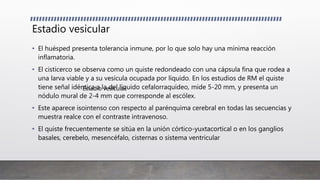 Estadio vesicular
• El huésped presenta tolerancia inmune, por lo que solo hay una mínima reacción
inflamatoria.
• El cisticerco se observa como un quiste redondeado con una cápsula fina que rodea a
una larva viable y a su vesícula ocupada por líquido. En los estudios de RM el quiste
tiene señal idéntica a la del líquido cefalorraquídeo, mide 5-20 mm, y presenta un
nódulo mural de 2-4 mm que corresponde al escólex.
• Este aparece isointenso con respecto al parénquima cerebral en todas las secuencias y
muestra realce con el contraste intravenoso.
• El quiste frecuentemente se sitúa en la unión córtico-yuxtacortical o en los ganglios
basales, cerebelo, mesencéfalo, cisternas o sistema ventricular
Estadio vesicular
 