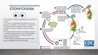 ETIOPATOGENIA
**El hombre es el único huésped definitivo de la Taenia
solium.
**El cerdo es el hospedador intermediario, por lo que
para que se complete el ciclo biológico, se requiere que
los humanos de ciertas regiones vivan en estrecho
contacto con cerdos e ingieran la carne de cerdo mal
cocida.
**Los gusanos planos adultos se desarrollan, (desde 2 a
7 m de largo produciendo menos de 1,000 proglótidos,
cada uno con 50,000 huevos) y puede residir en el
intestino delgado por años.
**Puede ocurrir en poblaciones que no coman cerdo o
que no compartan su ambiente con cerdos.
 