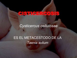 CISTICERCOSIS
ES EL METACESTODO DE LA
Taenia solium
Cysticercus cellulosae
 
