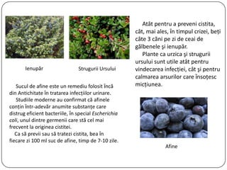 Atât pentru a preveni cistita,
cât, mai ales, ȋn timpul crizei, beţi
câte 3 căni pe zi de ceai de
gălbenele şi ienupăr.
Plante ca urzica şi strugurii
ursului sunt utile atât pentru
vindecarea infecţiei, cât şi pentru
calmarea arsurilor care ȋnsoţesc
micţiunea.
Ienupăr
Sucul de afine este un remediu folosit ȋncă
din Antichitate ȋn tratarea infecţiilor urinare.
Studiile moderne au confirmat că afinele
conţin ȋntr-adevăr anumite substanţe care
distrug eficient bacteriile, ȋn special Escherichia
coli, unul dintre germenii care stă cel mai
frecvent la originea cistitei.
Ca să previi sau să tratezi cistita, bea ȋn
fiecare zi 100 ml suc de afine, timp de 7-10 zile.
Strugurii Ursului
Afine
 
