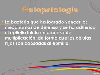 • La bacteria que ha logrado vencer los
mecanismos de defensa y se ha adherido
al epitelio inicia un proceso de
multiplicación, de forma que las células
hijas son adosadas al epitelio.
 