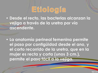 • Desde el recto, las bacterias alcanzan la
vejiga a través de la uretra por vía
ascendente.
• La anatomía perineal femenina permite
el paso por contigüidad desde el ano, y
el corto recorrido de la uretra, que en la
mujer es recta y corta (unos 3 cm.),
permite el paso fácil a la vejiga.
 