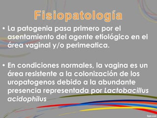 • La patogenia pasa primero por el
asentamiento del agente etiológico en el
área vaginal y/o perimeatica.
• En condiciones normales, la vagina es un
área resistente a la colonización de los
uropatogenos debido a la abundante
presencia representada por Lactobacillus
acidophilus
 