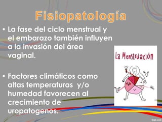 • La fase del ciclo menstrual y
el embarazo también influyen
a la invasión del área
vaginal.
• Factores climáticos como
altas temperaturas y/o
humedad favorecen al
crecimiento de
uropatogenos.
 