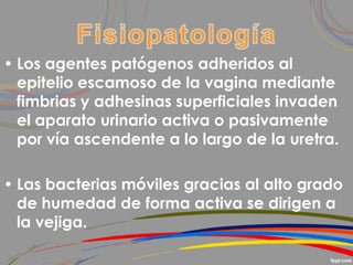 • Los agentes patógenos adheridos al
epitelio escamoso de la vagina mediante
fimbrias y adhesinas superficiales invaden
el aparato urinario activa o pasivamente
por vía ascendente a lo largo de la uretra.
• Las bacterias móviles gracias al alto grado
de humedad de forma activa se dirigen a
la vejiga.
 