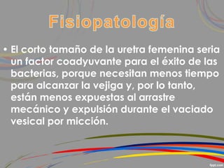 • El corto tamaño de la uretra femenina seria
un factor coadyuvante para el éxito de las
bacterias, porque necesitan menos tiempo
para alcanzar la vejiga y, por lo tanto,
están menos expuestas al arrastre
mecánico y expulsión durante el vaciado
vesical por micción.
 