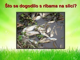 Što se dogodilo s ribama na sliciŠto se dogodilo s ribama na slici??
 