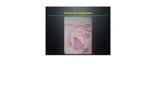 Cistos Odontogênicos
 