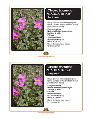 Cistus incanus
            ‘LASCA Select’
            Rockrose

            Bushy rockrose with dense grey-green
            leaves carries a profusion of dark mauve
            pink flowers in spring.
            Evergreen shrub
            Native to Mediterranean region
            3'+ high, 8' wide
            Full sun
            Well-drained soil
            Occasional watering
            Hardy to 15–20 ̊F
            Use in dry borders, on banks,
            for groundcover.




suncrestnurseries.com




             Cistus incanus
            ‘LASCA Select’
            Rockrose

            Bushy rockrose with dense grey-green
            leaves carries a profusion of dark mauve
            pink flowers in spring.
            Evergreen shrub
            Native to Mediterranean region
            3'+ high, 8' wide
            Full sun
            Well-drained soil
            Occasional watering
            Hardy to 15–20 ̊F
            Use in dry borders, on banks,
            for groundcover.




suncrestnurseries.com
 