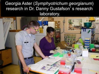 Georgia Aster (Symphyotrichum georgianum)
research in Dr. Danny Gustafson’s research
laboratory.
 