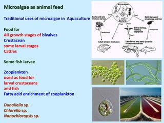 Microalgae as animal feed
Traditional uses of microalgae in Aquaculture
Food for
All growth stages of bivalves
Crustacean
some larval stages
Cattles
Some fish larvae
Zooplankton
used as food for
larval crustaceans
and fish
Fatty acid enrichment of zooplankton
Dunaliella sp.
Chlorella sp.
Nanochloropsis sp.
 