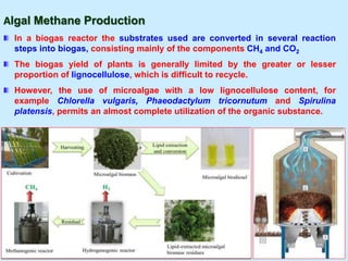 Algal Methane Production
In a biogas reactor the substrates used are converted in several reaction
steps into biogas, consisting mainly of the components CH4 and CO2
The biogas yield of plants is generally limited by the greater or lesser
proportion of lignocellulose, which is difficult to recycle.
However, the use of microalgae with a low lignocellulose content, for
example Chlorella vulgaris, Phaeodactylum tricornutum and Spirulina
platensis, permits an almost complete utilization of the organic substance.
.
 