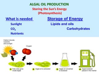 ALGAL OIL PRODUCTION
Storing the Sun’s Energy
(Photosynthesis)
What is needed Storage of Energy
Sunlight Lipids and oils
CO2 Carbohydrates
Nutrients
 