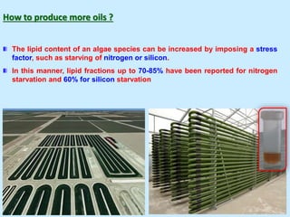 How to produce more oils ?
The lipid content of an algae species can be increased by imposing a stress
factor, such as starving of nitrogen or silicon.
In this manner, lipid fractions up to 70-85% have been reported for nitrogen
starvation and 60% for silicon starvation
 