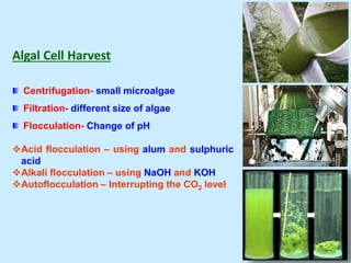Algal Cell Harvest
Centrifugation- small microalgae
Filtration- different size of algae
Flocculation- Change of pH
Acid flocculation – using alum and sulphuric
acid
Alkali flocculation – using NaOH and KOH
Autoflocculation – Interrupting the CO2 level
 