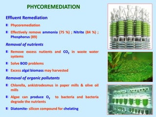 Effluent Remediation
Phycoremediation
Effectively remove ammonia (75 %) ; Nitrite (84 %) ;
Phosphorus (89)
Removal of nutrients
Remove excess nutients and CO2 in waste water
systems
Solve BOD problems
Excess algal biomass may harvested
Removal of organic pollutants
Chlorella, ankistrodesmus in paper mills & olive oil
mills
Algae can produce O2 to bacteria and bacteria
degrade the nutrients
Diatomite- silicon compound for chelating
PHYCOREMEDIATION
 