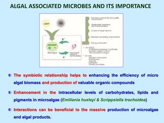 ALGAL ASSOCIATED MICROBES AND ITS IMPORTANCE
The symbiotic relationship helps to enhancing the efficiency of micro
algal biomass and production of valuable organic compounds
Enhancement in the intracellular levels of carbohydrates, lipids and
pigments in microalgae (Emiliania huxleyi & Scrippsiella trochoidea)
Interactions can be beneficial to the massive production of microalgae
and algal products.
 