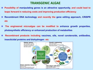 TRANSGENIC ALGAE
Possibility of manipulating genes is an attractive opportunity, and could lead to
leaps forward in reducing costs and improving production efficiency
Recombinant DNA technology and recently the gene editing approach, CRISPR
etc
The engineered microalgae can be modified to enhance growth properties,
photosynthetic efficiency or enhanced production of metabolites
Recombinant products including vaccines, oils, novel carotenoids, antibodies,
insecticidal proteins and biohydrogen etc
 
