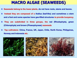 MACRO ALGAE (SEAWEEDS)
Seaweeds belong to the lower plants, do not have roots, stems and leaves.
Instead they are composed of a thallus (leaf-like) and sometimes a stem
and a foot and some species have gas-filled structures to provide buoyancy.
They are subdivided in three groups, the red (Rhodophyta), green
(Chlorophyta) and brown (Phaeophyceae) seaweeds
Top cultivators: China, France, UK, Japan, Chile, North Korea, Philippines,
Norway and Indonesia etc.
 