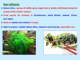Sea Lettuces
Genus Ulva, a group of edible green algae that is widely distributed along the
coasts of the world's oceans.
Food source for humans in Scandinavia, Great Britain, Ireland, China,
and Japan
Used as salads and cooked in soups.
High in protein, soluble dietary fiber, vitamins and minerals, especially iron.
 