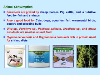 Animal Consumption
Seaweeds are grazed by sheep, horses, Pig, cattle, and a nutritive
feed for fish and shrimps
Also a good food for Cats, dogs, aquarium fish, ornamental birds,
poultry and breeding bulls
Ulva sp., Porphyra sp., Palmaria palmata, Gracilaria sp., and Alaria
esculenta are used as animal feed
Hypnea cervicornis and Cryptonemia crenulata rich in protein used
for shrimp diets
 