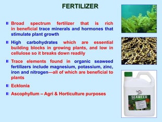 FERTILIZER
Broad spectrum fertilizer that is rich
in beneficial trace minerals and hormones that
stimulate plant growth
High carbohydrates which are essential
building blocks in growing plants, and low in
cellulose so it breaks down readily
Trace elements found in organic seaweed
fertilizers include magnesium, potassium, zinc,
iron and nitrogen—all of which are beneficial to
plants
Ecklonia
Ascophyllum – Agri & Horticulture purposes
 