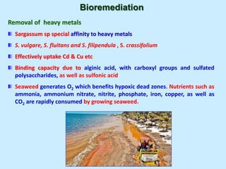 Bioremediation
Removal of heavy metals
Sargassum sp special affinity to heavy metals
S. vulgare, S. fluitans and S. filipendula , S. crassifolium
Effectively uptake Cd & Cu etc
Binding capacity due to alginic acid, with carboxyl groups and sulfated
polysaccharides, as well as sulfonic acid
Seaweed generates O2 which benefits hypoxic dead zones. Nutrients such as
ammonia, ammonium nitrate, nitrite, phosphate, iron, copper, as well as
CO2 are rapidly consumed by growing seaweed.
 