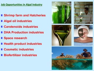 Job Opportunities in Algal Industry
Shrimp farm and Hatcheries
Algal oil industries
Carotenoids industries
DHA Production industries
Space research
Health product industries
Cosmetic industries
Biofertilizer industries
 