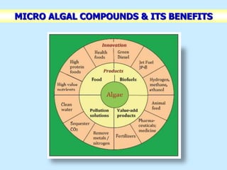 MICRO ALGAL COMPOUNDS & ITS BENEFITS
 