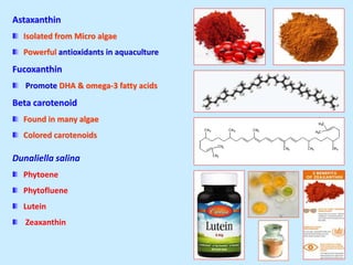 Astaxanthin
Isolated from Micro algae
Powerful antioxidants in aquaculture
Fucoxanthin
Promote DHA & omega-3 fatty acids
Beta carotenoid
Found in many algae
Colored carotenoids
Dunaliella salina
Phytoene
Phytofluene
Lutein
Zeaxanthin
 
