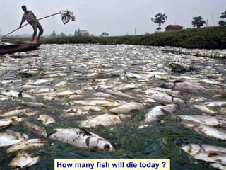 How many fish will die today ?   