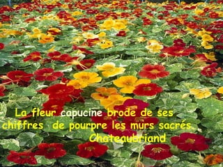 La fleur  capucine  brode de ses  chiffres  de pourpre les murs sacrés. Chateaubriand 