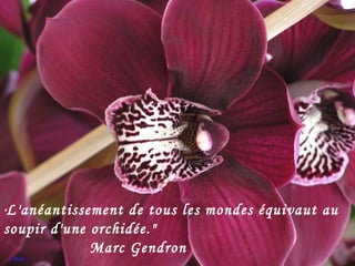 " L'anéantissement de tous les mondes équivaut au soupir d'une orchidée."  Marc Gendron 