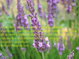 Je fus noyé dans un souffle chaud et parfumé d'aromates sauvages qui s'épandait comme un flot plein de la senteur violente des myrtes, des  menthes, des citronnelles, des immortelles, des lentisques, des lavandes, des thyms. Guy de Maupassant  