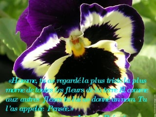   «Homme, tu as regardé la plus triste la plus morne de toutes les fleurs de la terre Et comme aux autres  fleurs tu lui as donné un nom. Tu l'as appelée  Pensée.»   Jacques Prévert  