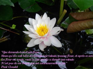 "Que demande-t-on d'une fleur Sinon qu'elle soit belle et odorante une minute, pauvre fleur, et après ce sera fini. La fleur est courte, mais la joie qu'elle a donnée une minute N'est pas de ces choses qui ont commencement ou fin." Paul Claudel 