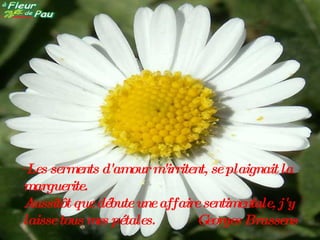 " Les serments d'amour m'irritent, se plaignait la marguerite.   Aussitôt que débute une affaire sentimentale, j'y laisse tous mes pétales.  Georges Brassens 