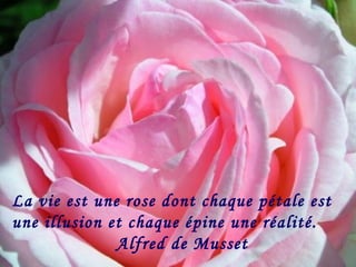 La vie est une rose dont chaque pétale est une illusion et chaque épine une réalité. Alfred de Musset 