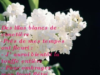 Des lilas blancs de cimetière  Près de mes tempes ont fleuri :  -  J’aurai bientôt  la touffe entière  - Pour ombrager  mon front flétri . Théophile Gauthier 