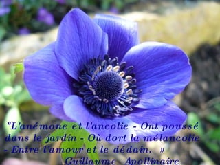 "L'anémone et l'ancolie - Ont poussé dans le jardin - Où dort la mélancolie - Entre l'amour et le dédain. »  Guillaume  Apollinaire  