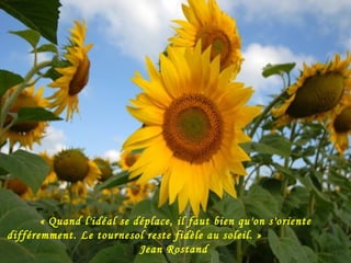« Quand l'idéal se déplace, il faut bien qu'on s'oriente différemment. Le tournesol reste fidèle au soleil. »  Jean Rostand  